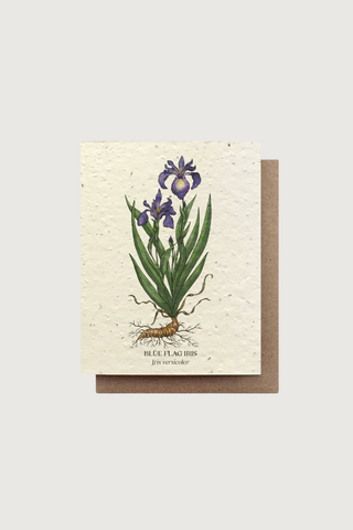 Blue Flag Iris Plantable Wildflower Seed Card