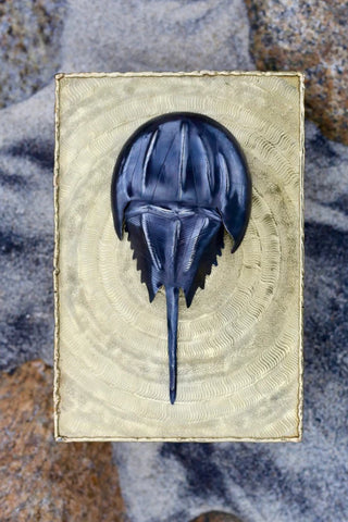 Horseshoe Crab Box | Tumbaga
